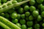 豌豆没熟吃了会中毒吗 豌豆生吃好还是熟吃好