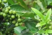 痛风食谱菜谱大全 十个痛风食疗方法一定要收藏