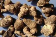 芳香化湿的中药有哪些 化湿吃什么中成药
