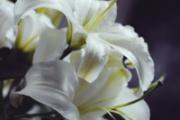新鲜百合的芯可以吃吗 新鲜百合吃多了怎么办