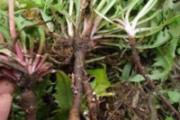 蒲公英根茶能长期喝吗