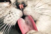 不知道是不是被猫抓了怎么办 被猫抓伤多少天过危险期