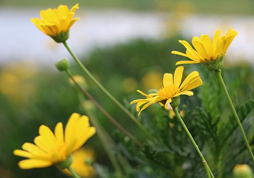 孕妇能吃茼蒿吗