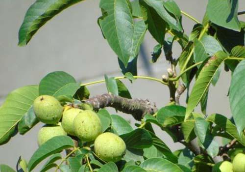 核桃叶的功效与作用 乐哈健康网