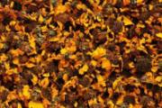 昆仑雪菊的功效与作用 夏天喝这种菊花茶中的珍品