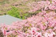 桃花和什么泡水喝最好 桃花搭配什么泡茶