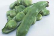 吃蚕豆会得蚕豆病吗