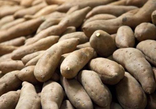 白薯的功效与作用