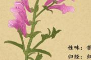 黄芩变绿的原因 黄芩变绿还能否药用