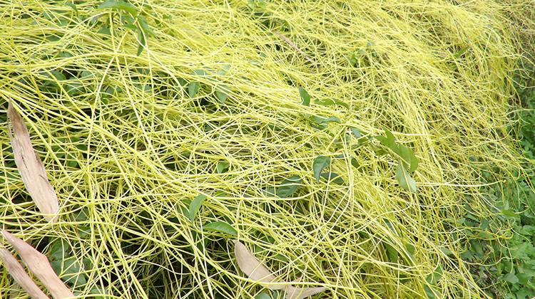 无根藤的功效与作用