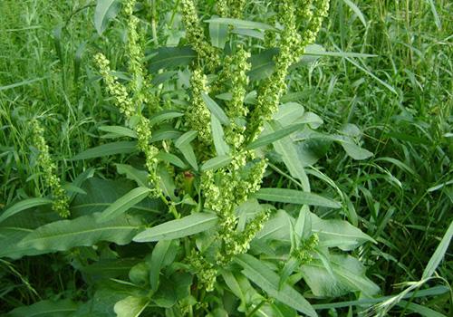 酸模的功效与作用,酸模的营养价值-乐哈健康网