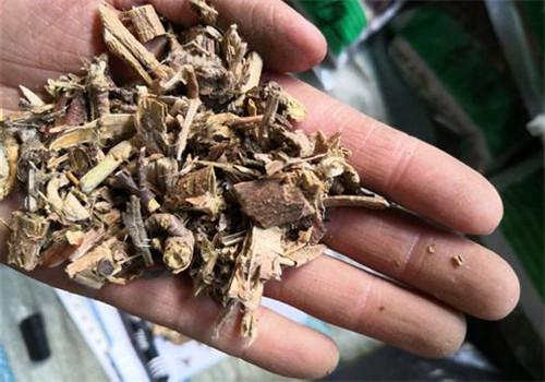 广木香的功效与作用