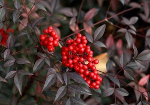 相思子的功效与作用