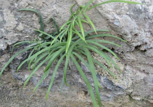 凤尾草的功效与作用