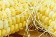 玉米须煮水煮几分钟 什么人不宜喝玉米须水