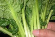 油菜叶子能吃吗