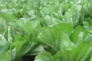 芥菜怎么种 芥菜什么时间种