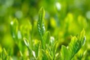 清明茶是绿茶吗 清明茶什么时候上市