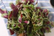苋菜炒熟为什么是红色 吃苋菜有什么好处