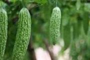 孕妇可以吃苦瓜吗