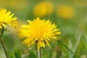 蒲公英水洗脸能祛斑吗 蒲公英水洗脸多久洗一次