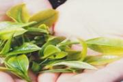 喝绿茶对心血管有好处吗 绿茶怎么泡好喝