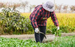 野菜有哪些 野菜孕妇可以吃吗 野菜有哪些功效 乐哈健康网