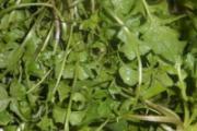 胃不好可以吃荠菜吗 胃不好吃荠菜有什么好处