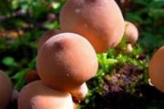 什么蘑菇营养价值最高 这7种菇你一定要吃