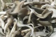 平菇的功效与作用