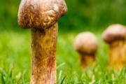 菌类癌症病人能吃吗 癌症病人吃菌类有什么好处