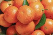 沙糖桔和牛奶能同食吗 沙糖桔的食用禁忌