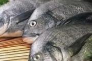 活鱼为何不能现杀现吃 活鱼现杀现吃好吗