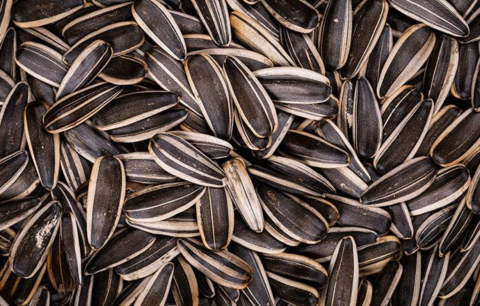 吃葵花籽有什么好处 葵花籽和什么一起吃最好 乐哈健康网