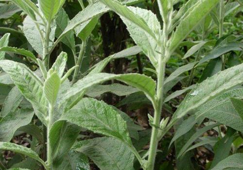 大风艾的功效与作用-凤凰号