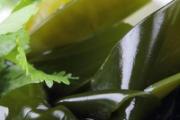 甲状腺肿大可以吃海带吗