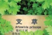 艾草的用途都有哪些 艾草的几个神奇用法