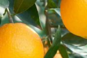 冬天吃橙子会上火吗 冬天吃橙子如何加热