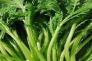 茼蒿叶子能吃吗 茼蒿吃叶子还是梗
