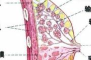乳房小叶增生能喝豆浆吗