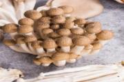平菇长白毛了还能吃吗 平菇怎么清洗才干净