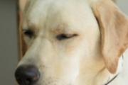 为什么午餐后容易犯困 午饭后犯困是什么原因