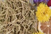金银花是凉性还是热性 夏天喝金银花茶好吗