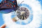 蒲公英泡水喝会过敏吗 喝蒲公英水过敏症状