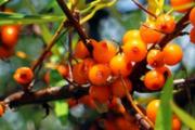 沙棘能冷藏吗 沙棘能保存多久