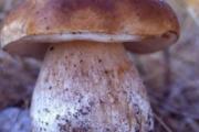 牛肝菌的营养价值
