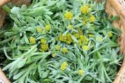 清明菜的功效与作用