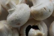 白灵菇的功效与作用