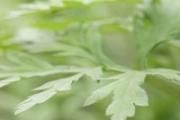 艾草泡白酒有什么功效 艾草泡白酒可以喝吗