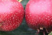 吃山楂会影响奶量吗 哪些食物会影响奶量